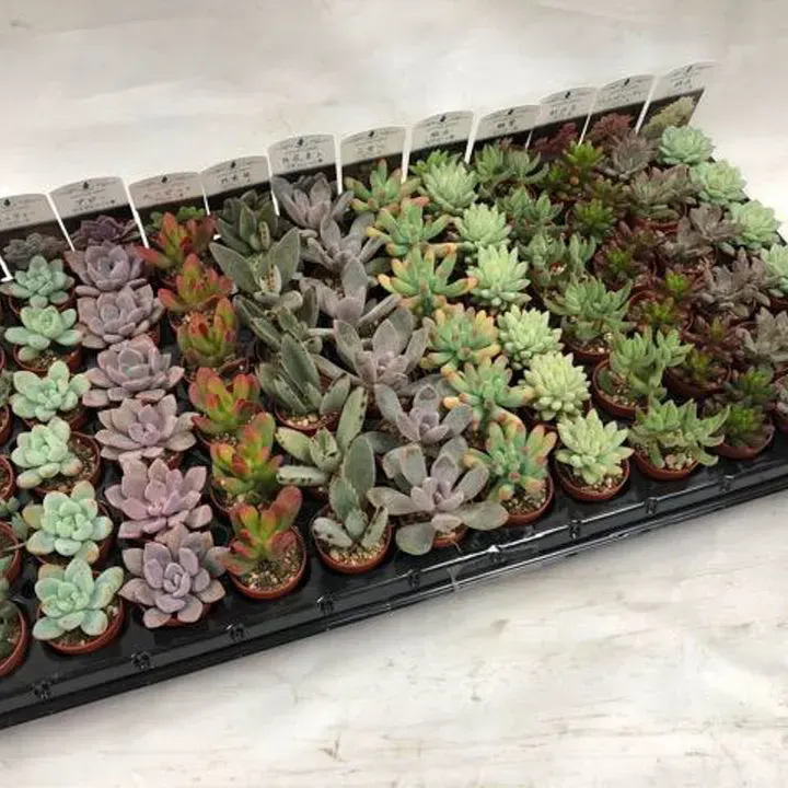 多肉植物 ケースで失敗しない！初心者でも驚くほど簡単な育て方の絶対法則